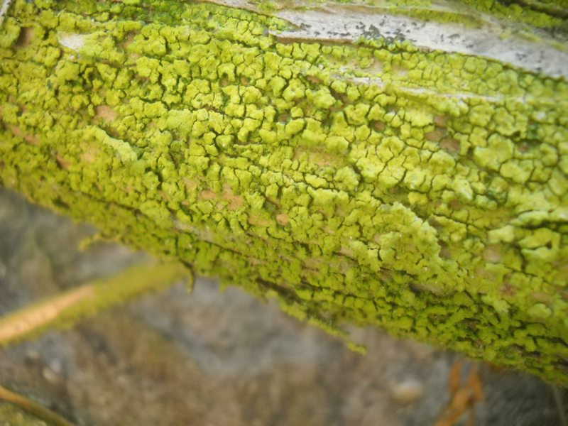 ...su ginepro fenicio